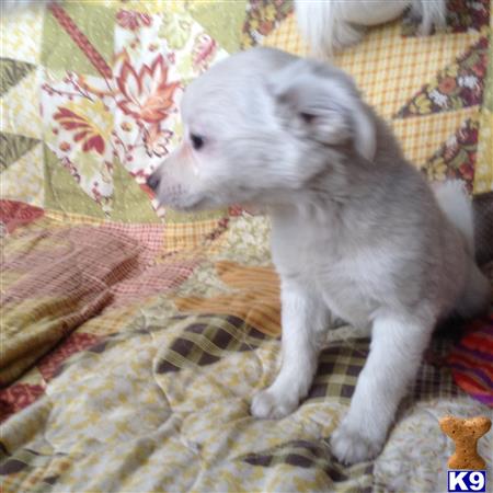 chihuahua puppy posted by Daisy Dog
